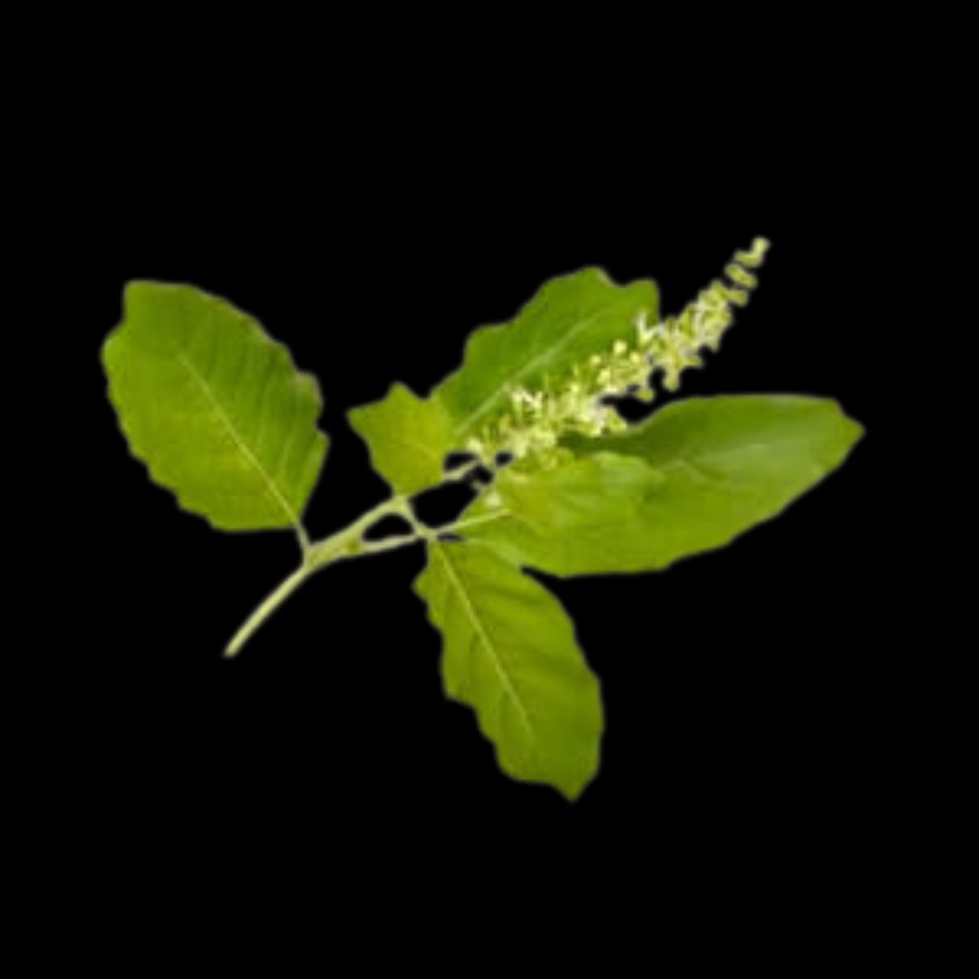 Tulasi